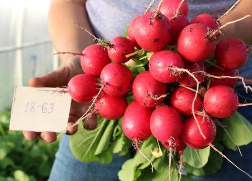 +73512420063 звонок из Уральский Дачник