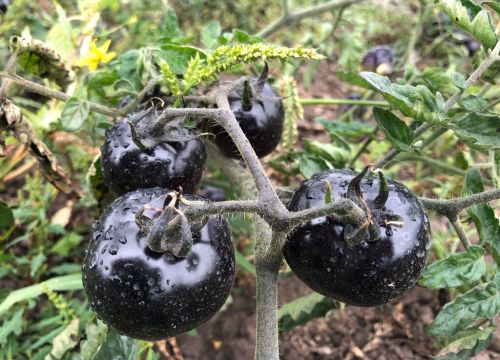 +73512420087 звонок из Уральский Дачник