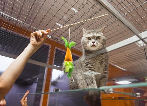 +73952480267 звонок из Bookingcat
