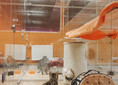 +73952480267 звонок из Bookingcat