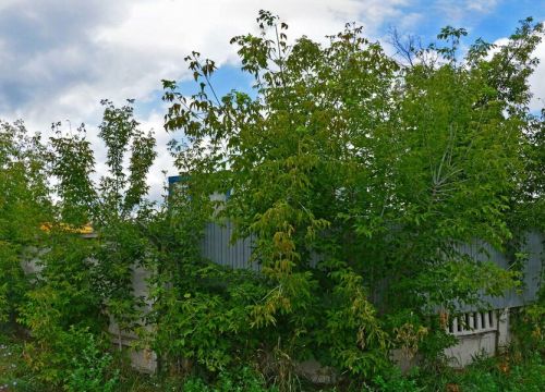 +74994080118 звонок из ГК Сил – Строй