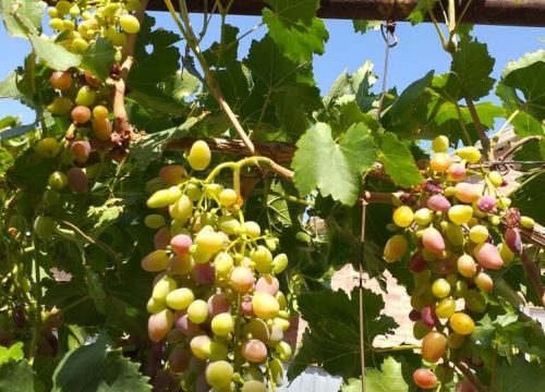 +77051022244 звонок из Гарденмарт