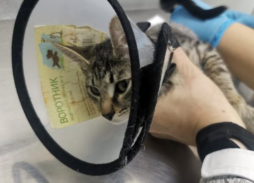 +78422544581 звонок из Доктор Зоо