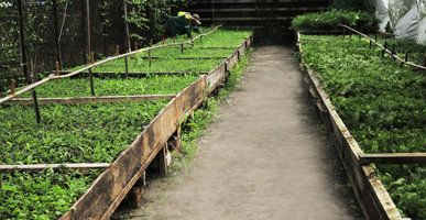 +79003055333 звонок из Семилукский лесопитомник