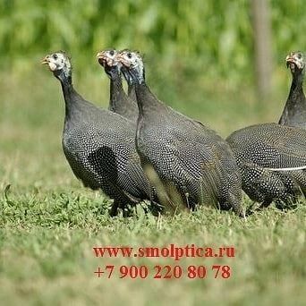 +79013503518 звонок из Инкубационное Яйцо