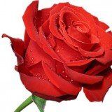 +79015930143 звонок из Интернет-магазин Rosa-russia.ru