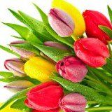 +79015930143 звонок из Интернет-магазин Rosa-russia.ru