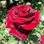 +79028022253 звонок из Дачник