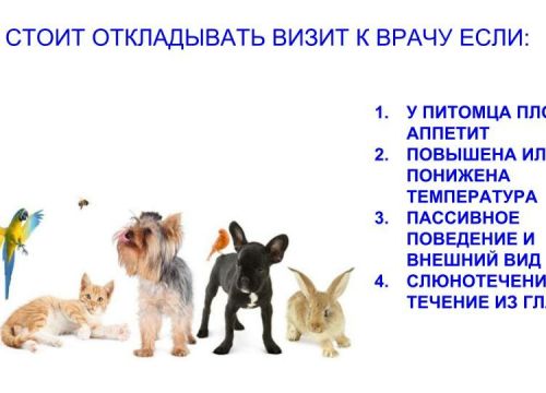 +79028841230 звонок из Ветеринарная клиника