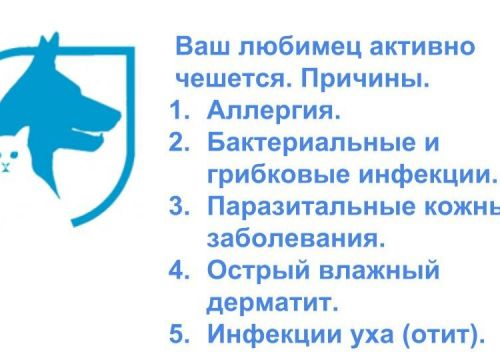 +79028841230 звонок из Ветеринарная клиника