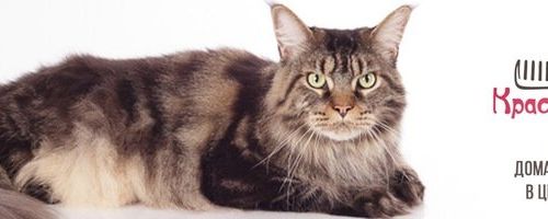 +79032110123 звонок из Красота собачья