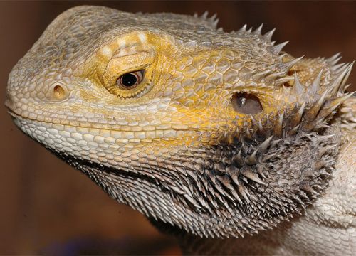 +79034939908 звонок из Зоомир28