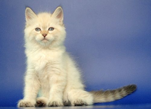 +79035881534 звонок из Baraj