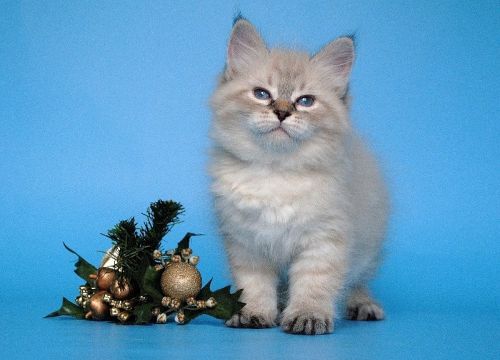 +79035881534 звонок из Baraj