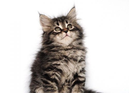 +79035881534 звонок из Baraj