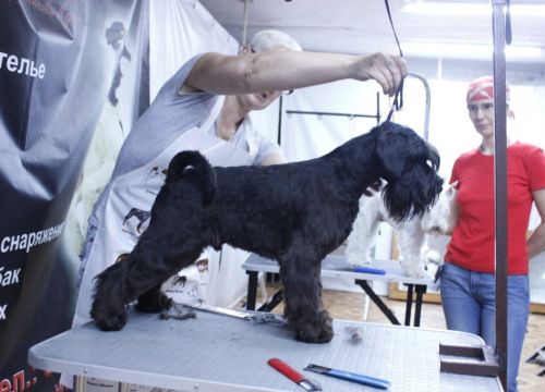 +79036611154 звонок из Dreamkiss