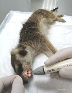 +79037350001 звонок из Клиника Доктора Шелякова М.А.