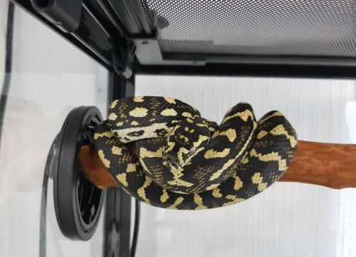 +79038840511 звонок из Зоомагазин Дарвин