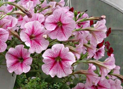 +79047650896 звонок из Казанский сад