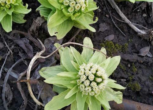 +79047650896 звонок из Казанский сад