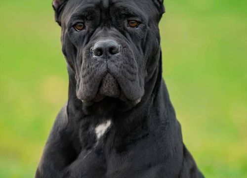 +79051990154 звонок из Питомник Apriori Best