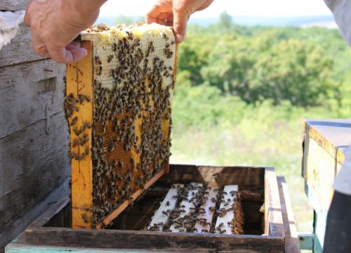 +79053202030 звонок из Международный Пчелоцентр Светла