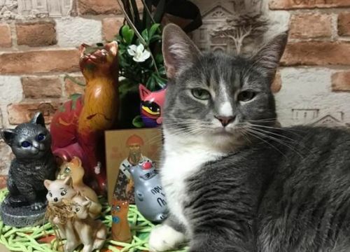 +79055311586 звонок из Котосчастье