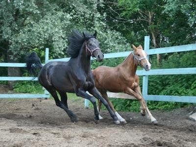 +79055500140 звонок из Серебряная лошадь