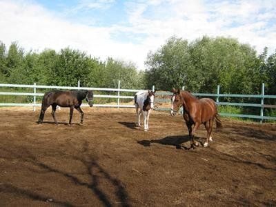 +79055500140 звонок из Серебряная лошадь