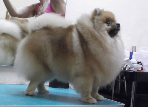 +79055550546 звонок из Питомник Померанских шпицев Stardiapom