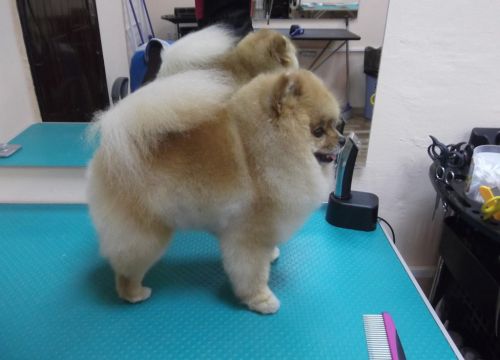 +79055550546 звонок из Питомник Померанских шпицев Stardiapom