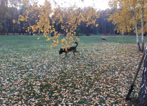 +79057700078 звонок из У Зевса