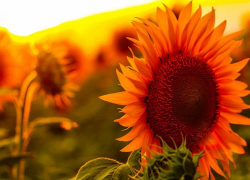 +79067572921 звонок из Bearhoney.ru