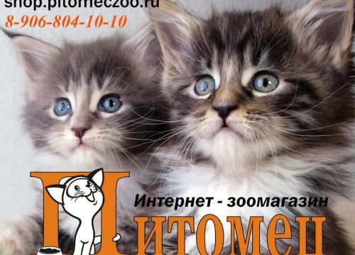 +79068041010 звонок из Питомец