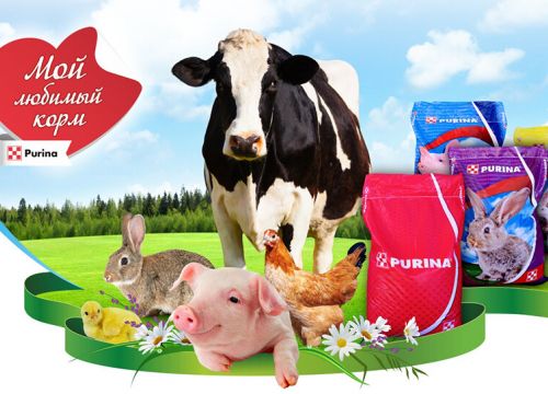+79081231812 звонок из Purina