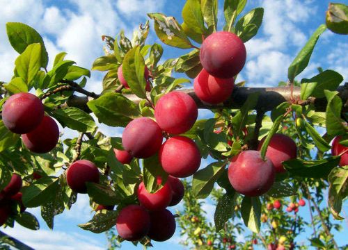 +79087851848 звонок из Покровский питомник растений