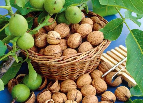 +79087851848 звонок из Покровский питомник растений