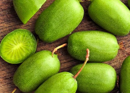 +79087851848 звонок из Покровский питомник растений