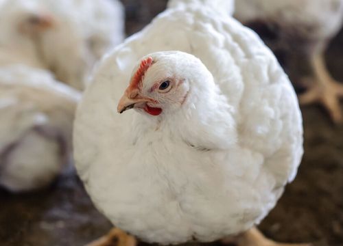 +79092129717 звонок из ЛПХ у Бабушки