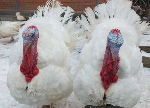 +79092129717 звонок из ЛПХ у Бабушки