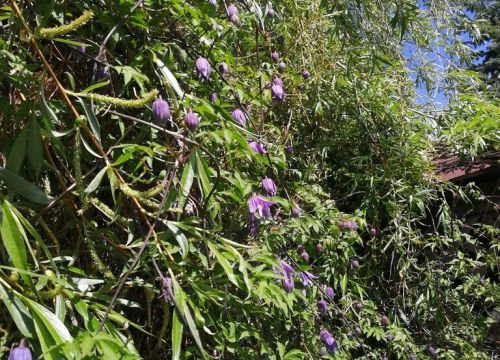 +79093120128 звонок из Новый садовник