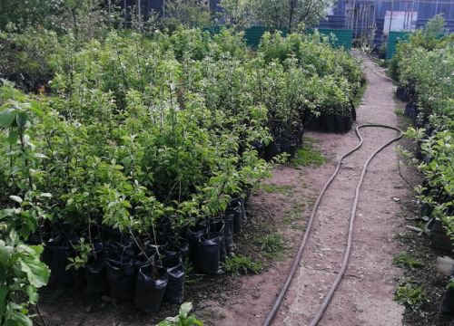 +79093120128 звонок из Новый садовник