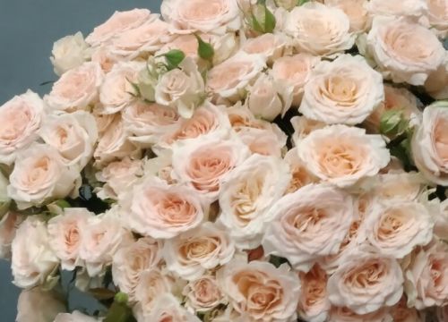 +79099160916 звонок из Цветы Подарки