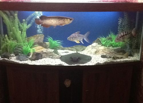 +79099190248 звонок из Ваш аквариум