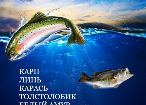 +79099990188 звонок из Рыба для пруда