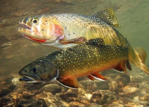 +79099990188 звонок из Рыба для пруда