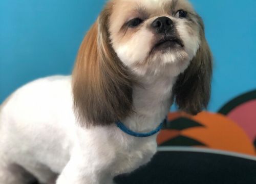 +79102244001 звонок из Ушки на макушке