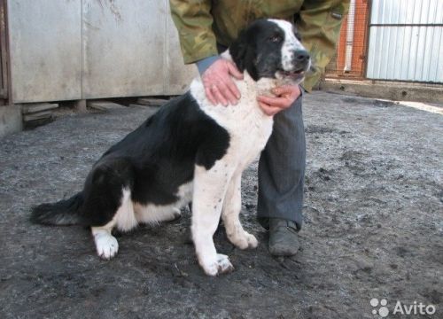 +79102410538 звонок из Прима-Алабай