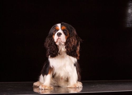 +79104671467 звонок из Olimpia Village