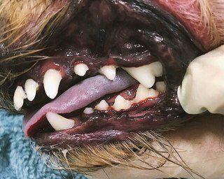 +79105160246 звонок из Oh! My dog!